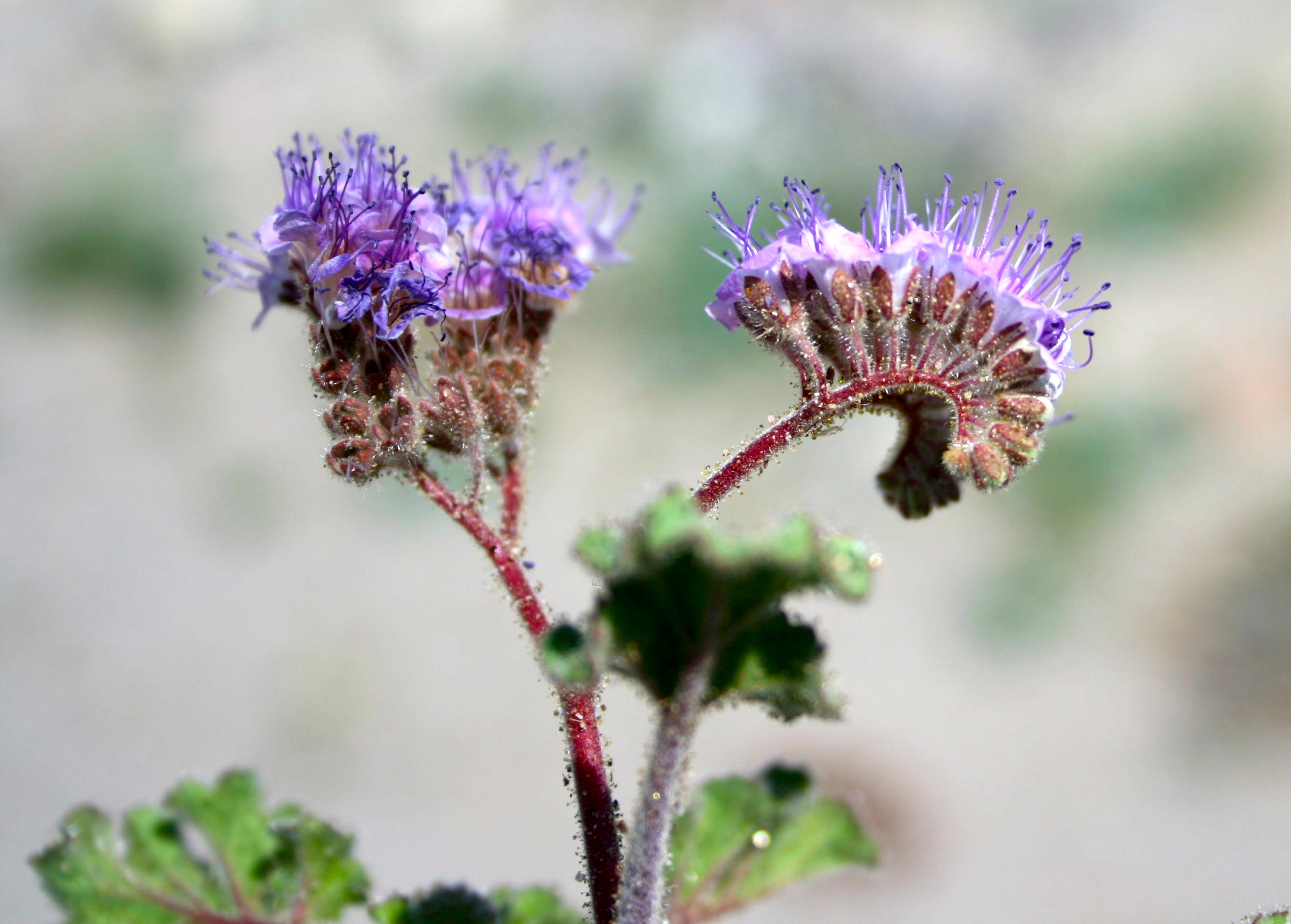 Phacelia pedicellata (Pedicellate phacelia), native California herb