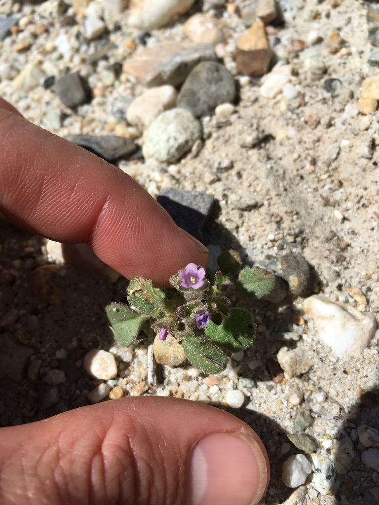 Phacelia peirsoniana (Peirson's phacelia), native California herb
