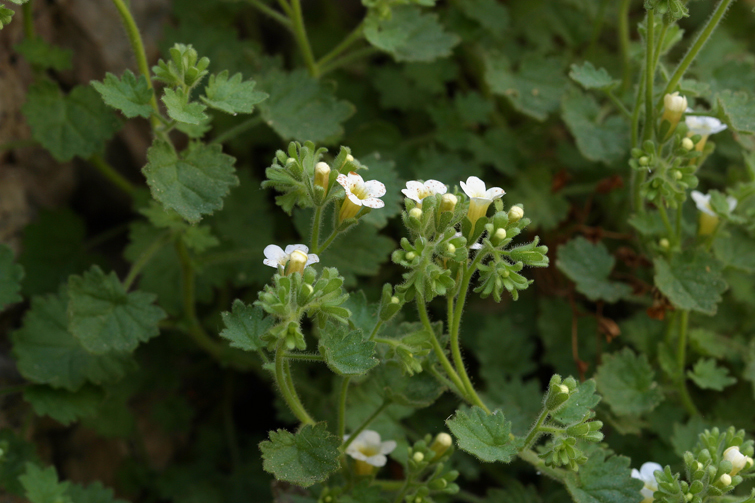 Phacelia perityloides var. jaegeri (Jaeger's phacelia), native California perennial