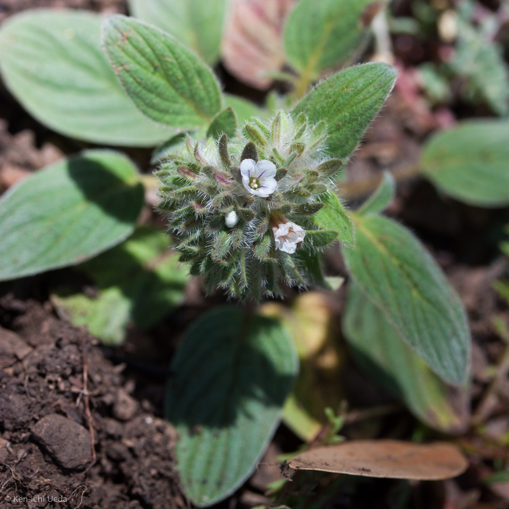 Phacelia phacelioides (Mount diablo phacelia), native California herb
