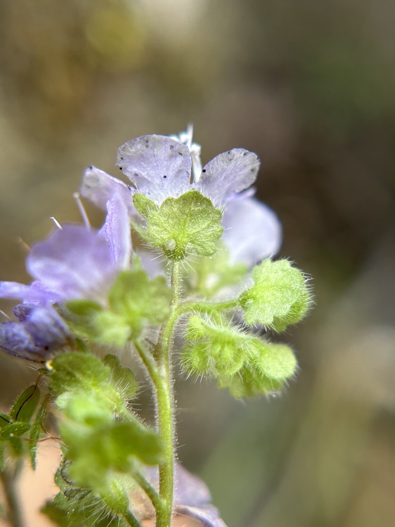Phacelia platyloba (Broad lobed phacelia), native California herb