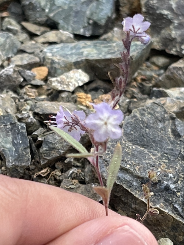 Phacelia pringlei (Pringle's phacelia), native California herb
