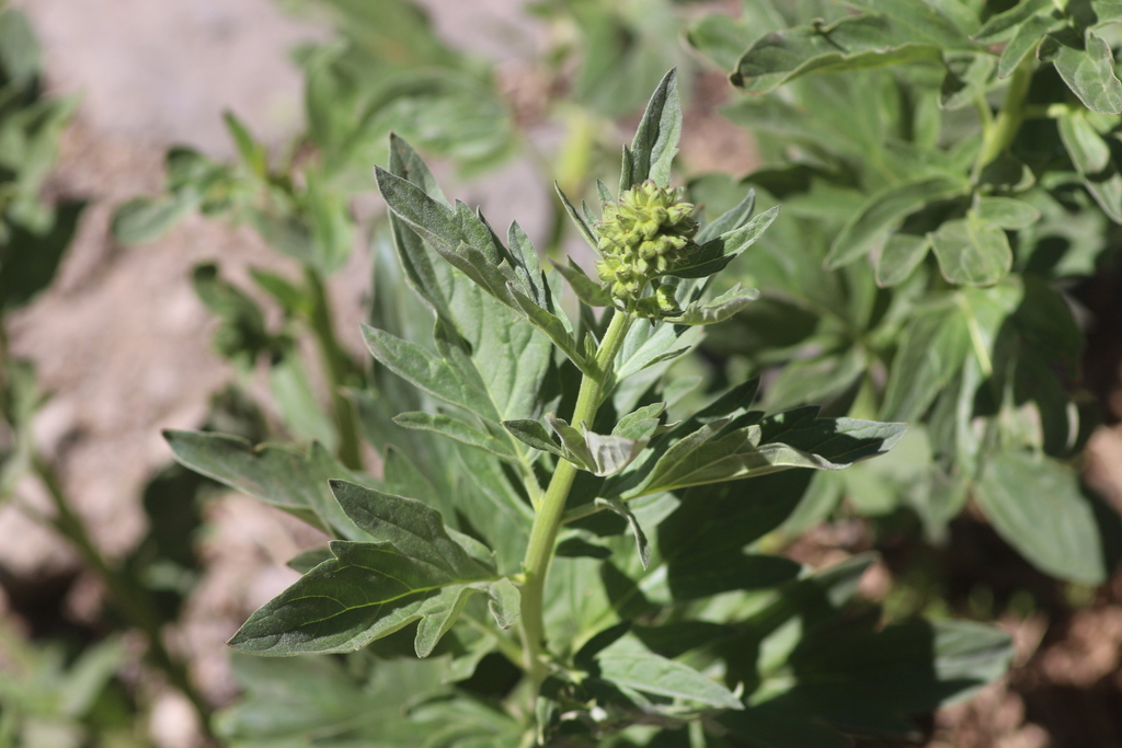 Phacelia procera (Tall phacelia), native California herb