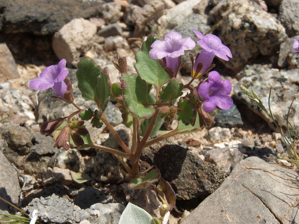 Phacelia pulchella var. gooddingii (Goodding's phacelia), native California herb