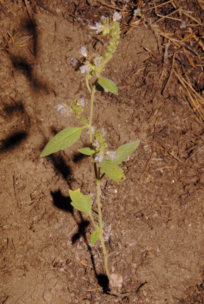Phacelia purpusii (Purpus' phacelia), native California herb