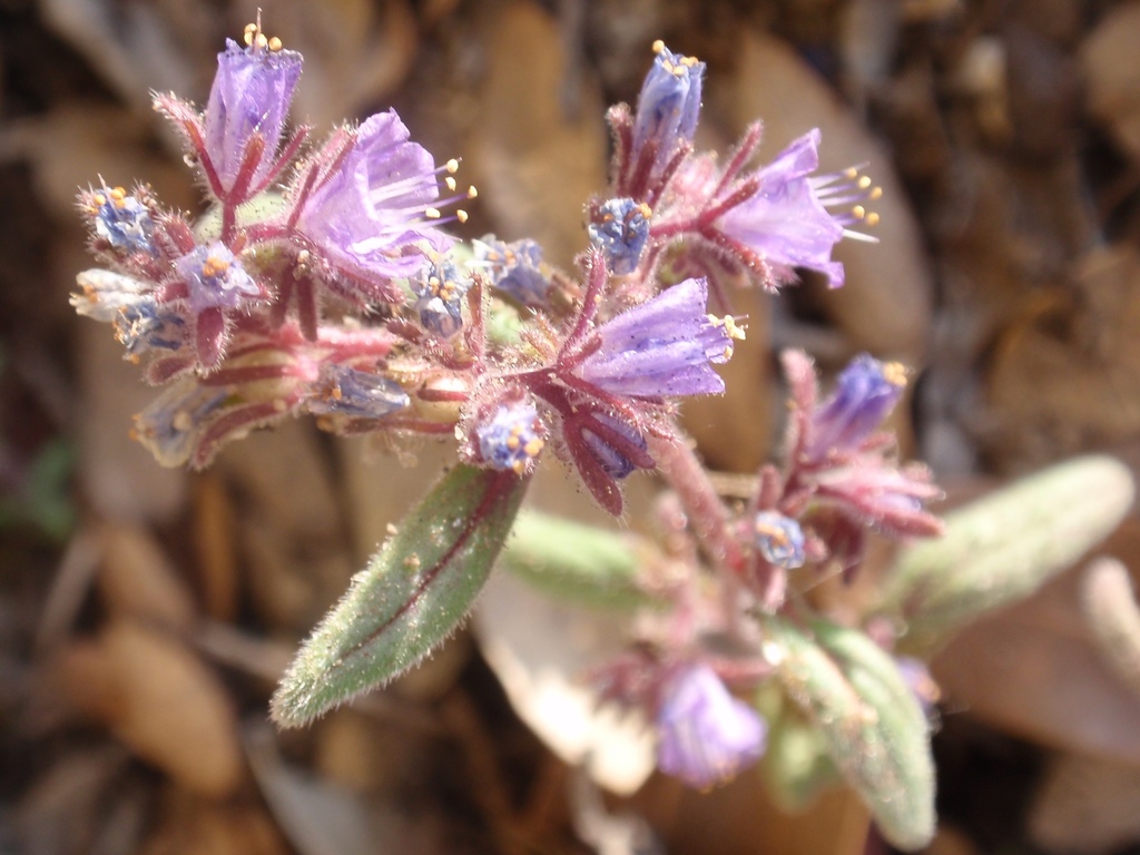 Phacelia quickii (Quick's phacelia), native California herb