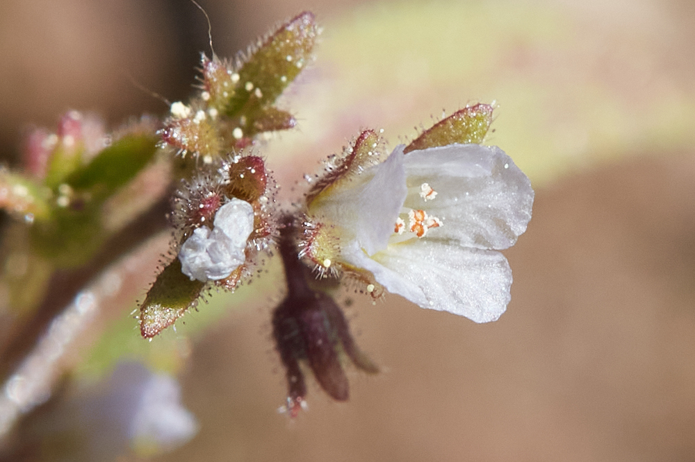 Phacelia racemosa (Racemose phacelia), native California herb