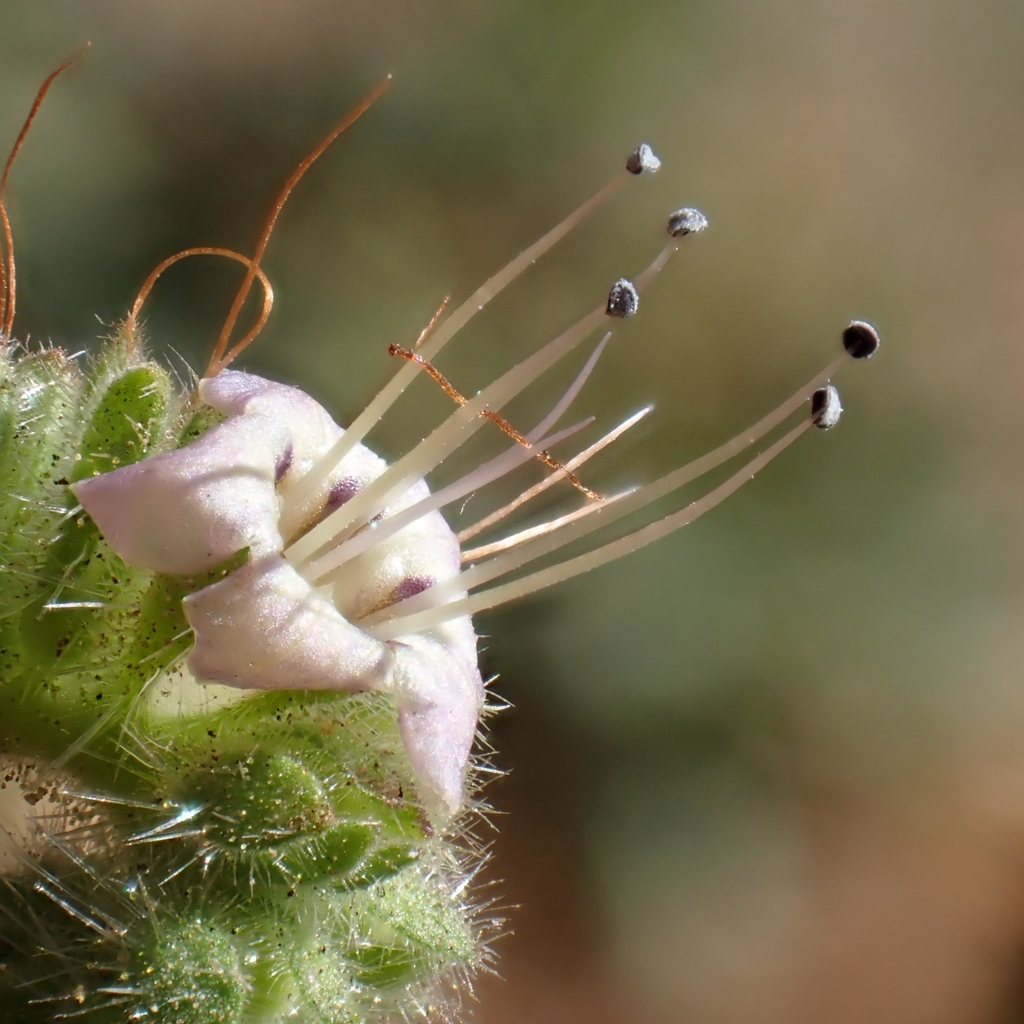 Phacelia ramosissima var. austrolitoralis (south coast branching phacelia), California species