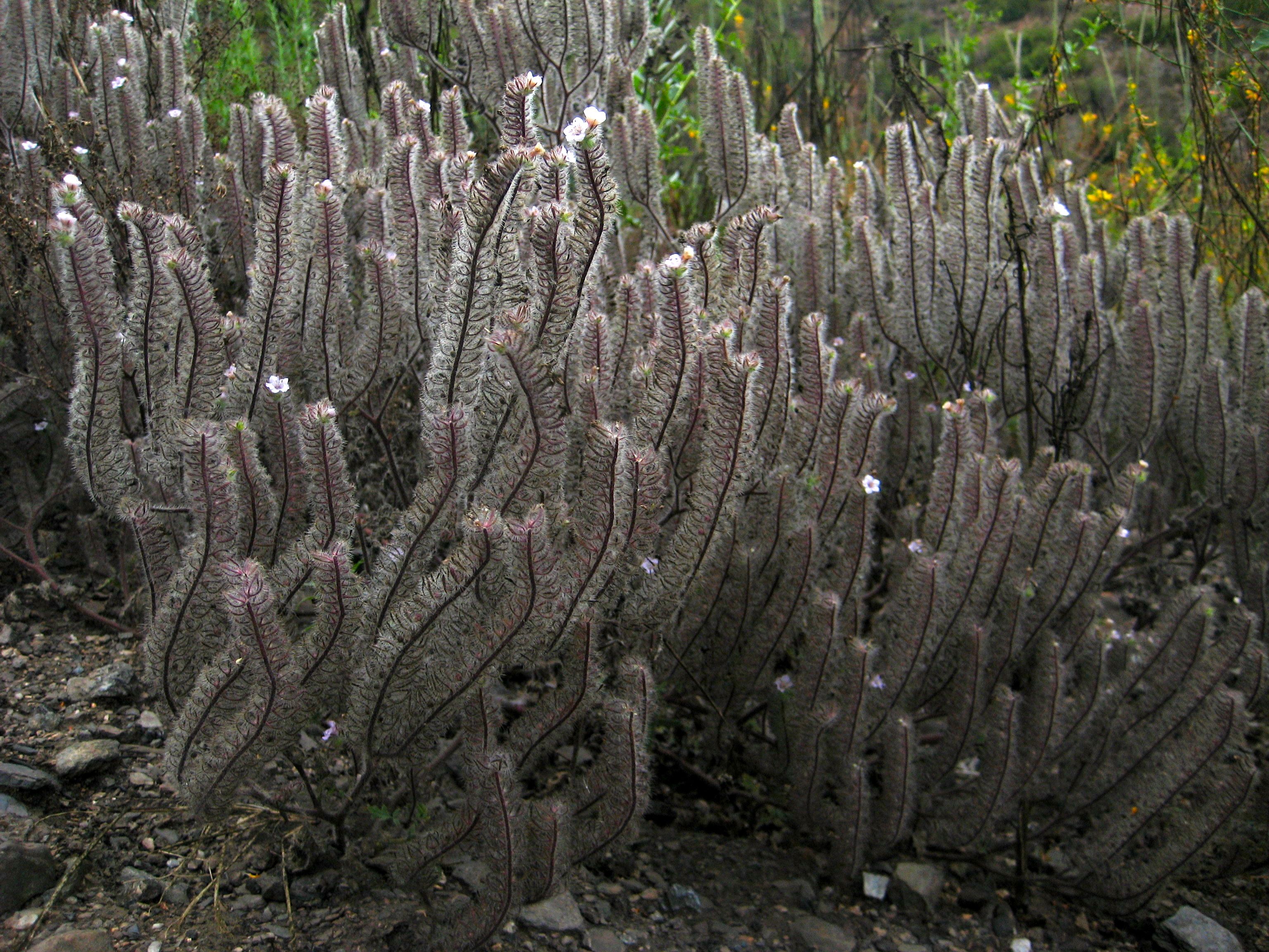 Phacelia ramosissima (Branching phacelia), native California subshrub