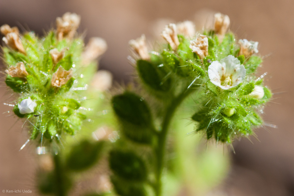 Phacelia rattanii (Rattan's phacelia), native California herb