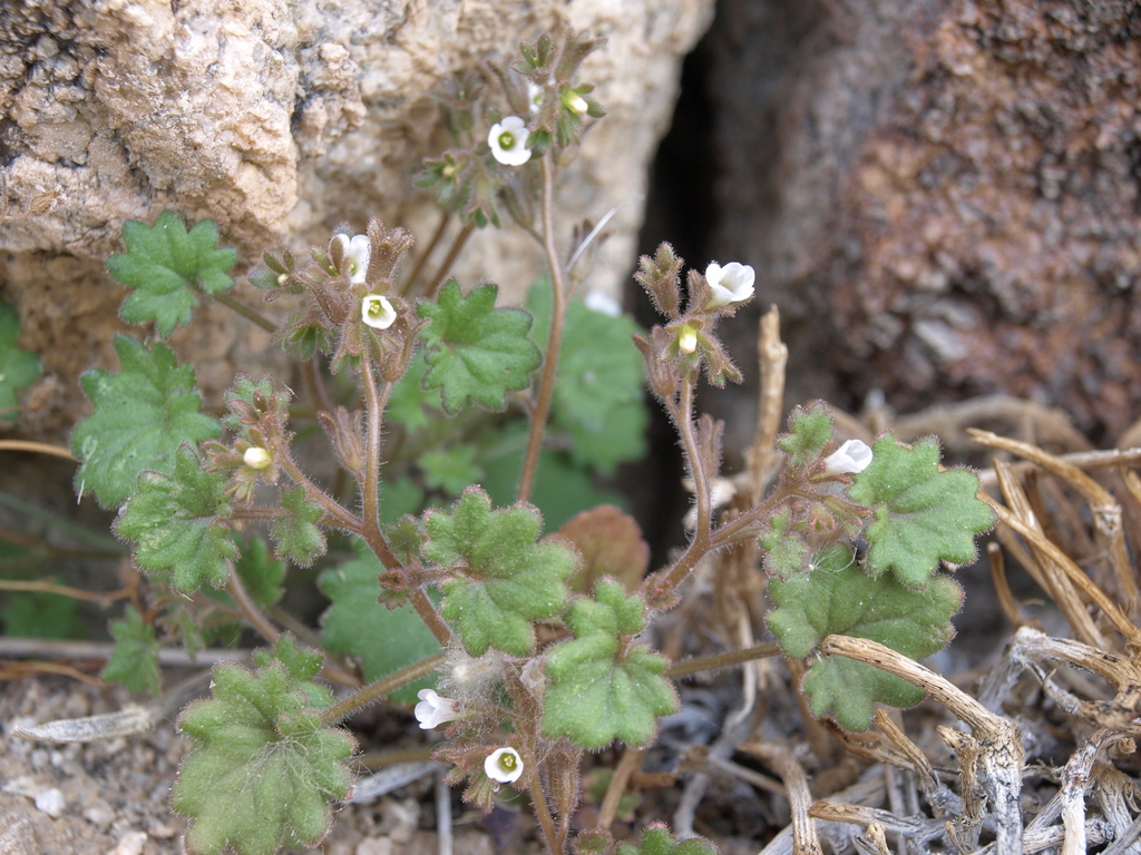 Phacelia rotundifolia (Round leafed phacelia), native California herb