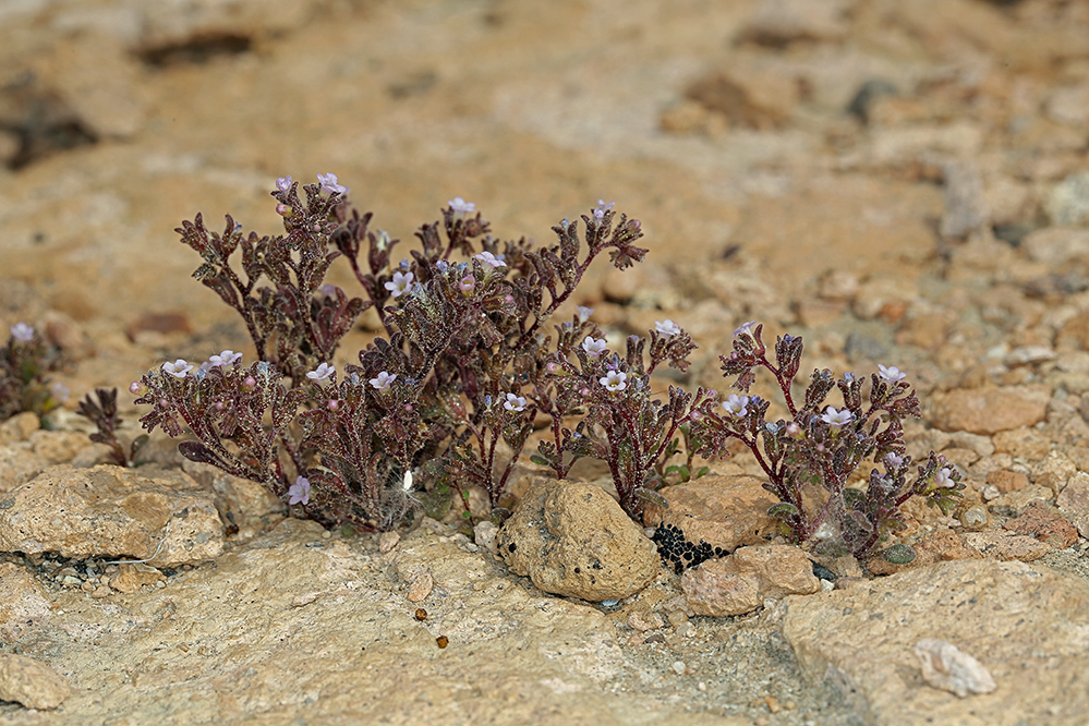 Phacelia saxicola (Rock phacelia), native California herb