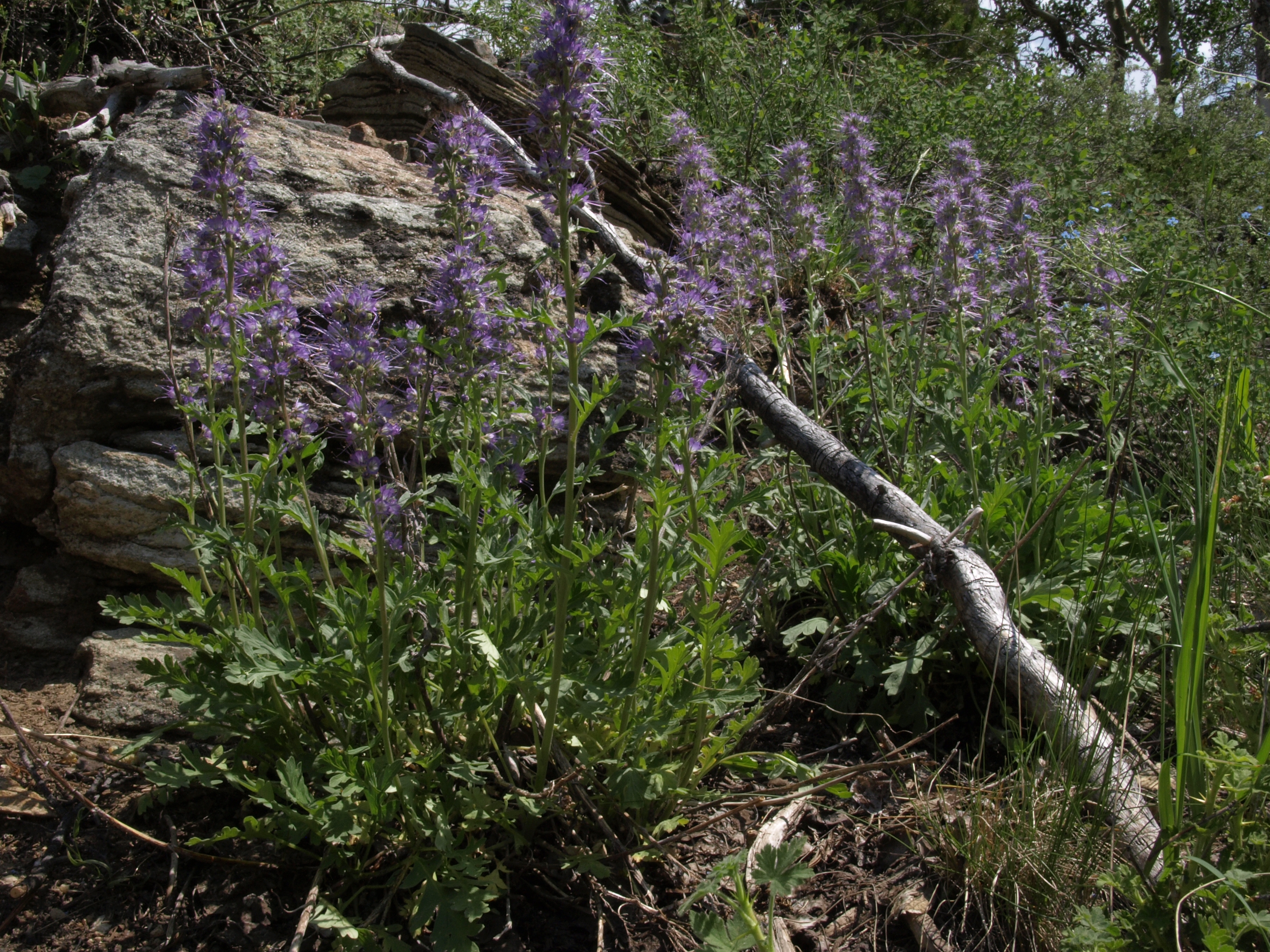 Phacelia sericea var. ciliosa (Blue alpine phacelia), native California subshrub