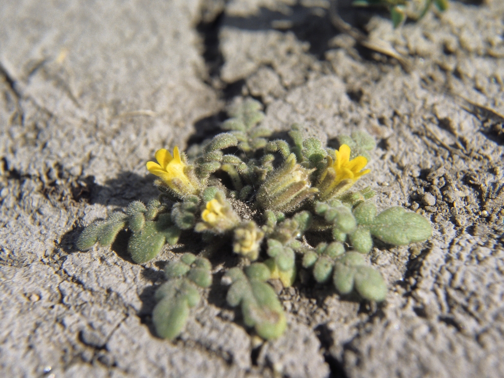 Phacelia sp., non-native California perennial