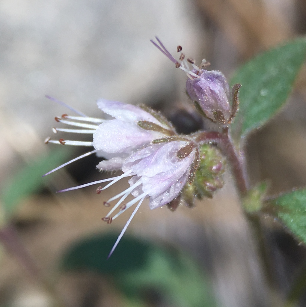 Phacelia stebbinsii (Stebbins' phacelia), native California herb