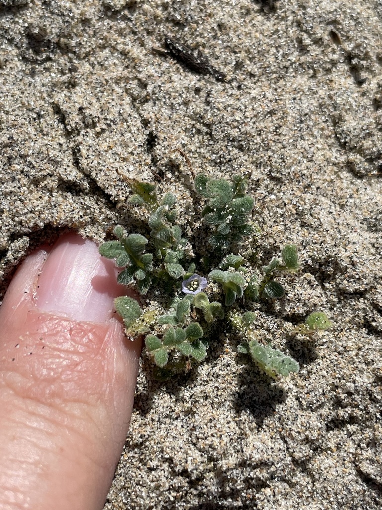 Phacelia stellaris (Brand's star phacelia), native California herb