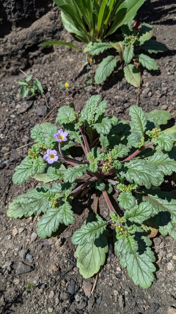 Phacelia suaveolens (Sweet scented phacelia), native California herb