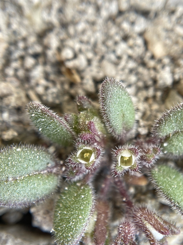 Phacelia tetramera (Four parted phacelia), native California herb
