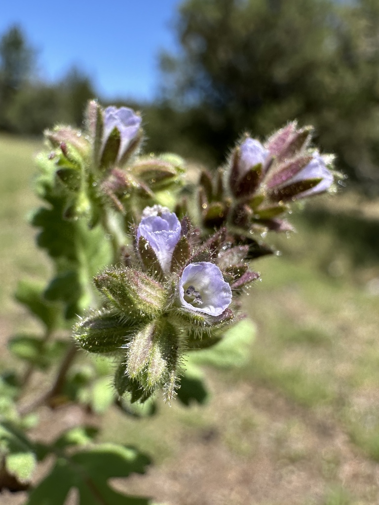 Phacelia thermalis (Heat phacelia), native California herb