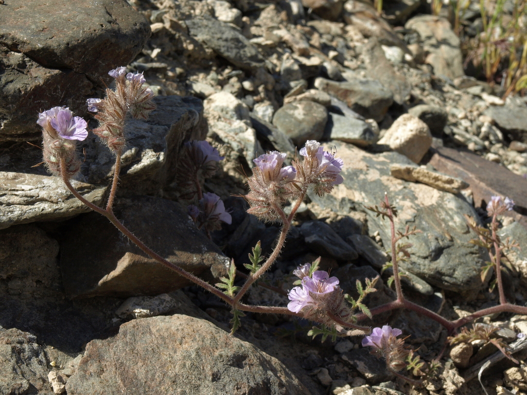 Phacelia vallis-mortae (Death valley phacelia), native California herb