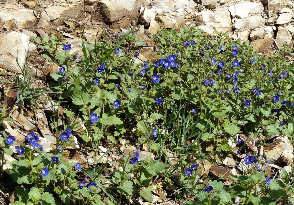 Phacelia viscida var. albiflora (Sticky phacelia), native California annual