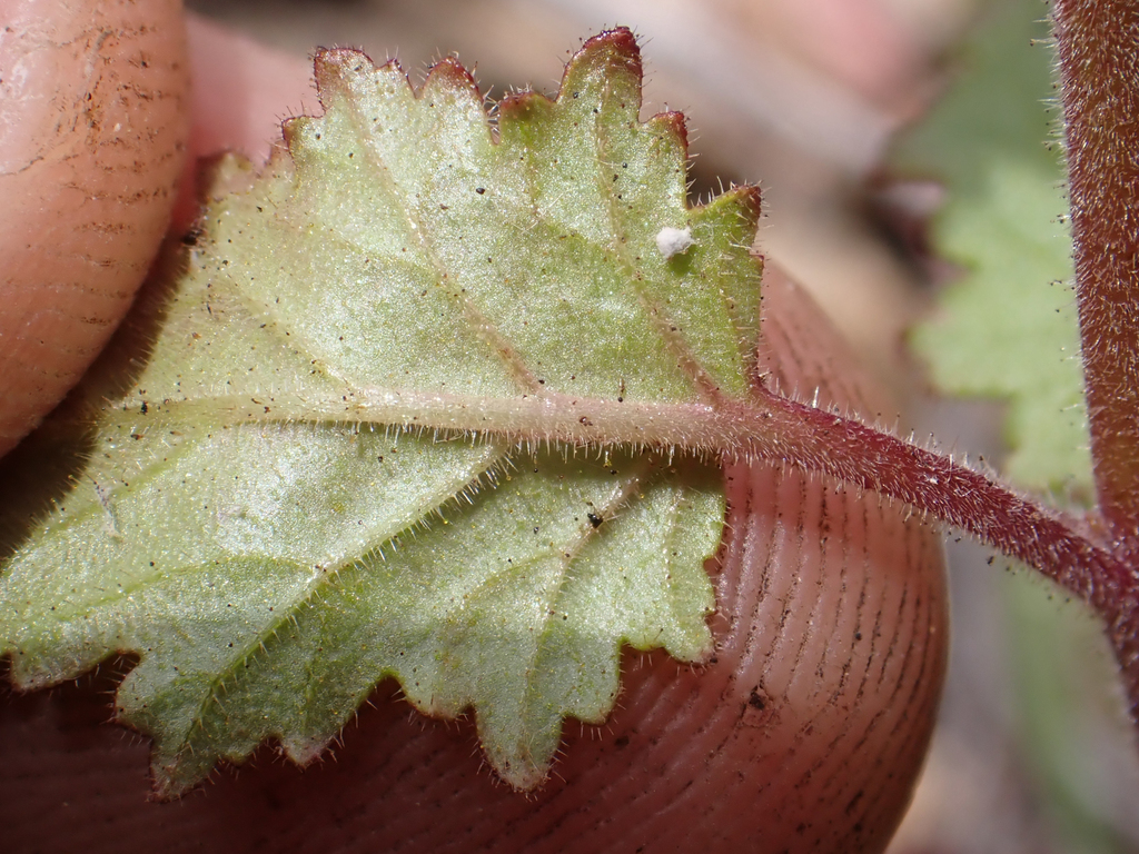 Phacelia viscida (Sticky phacelia), native California herb