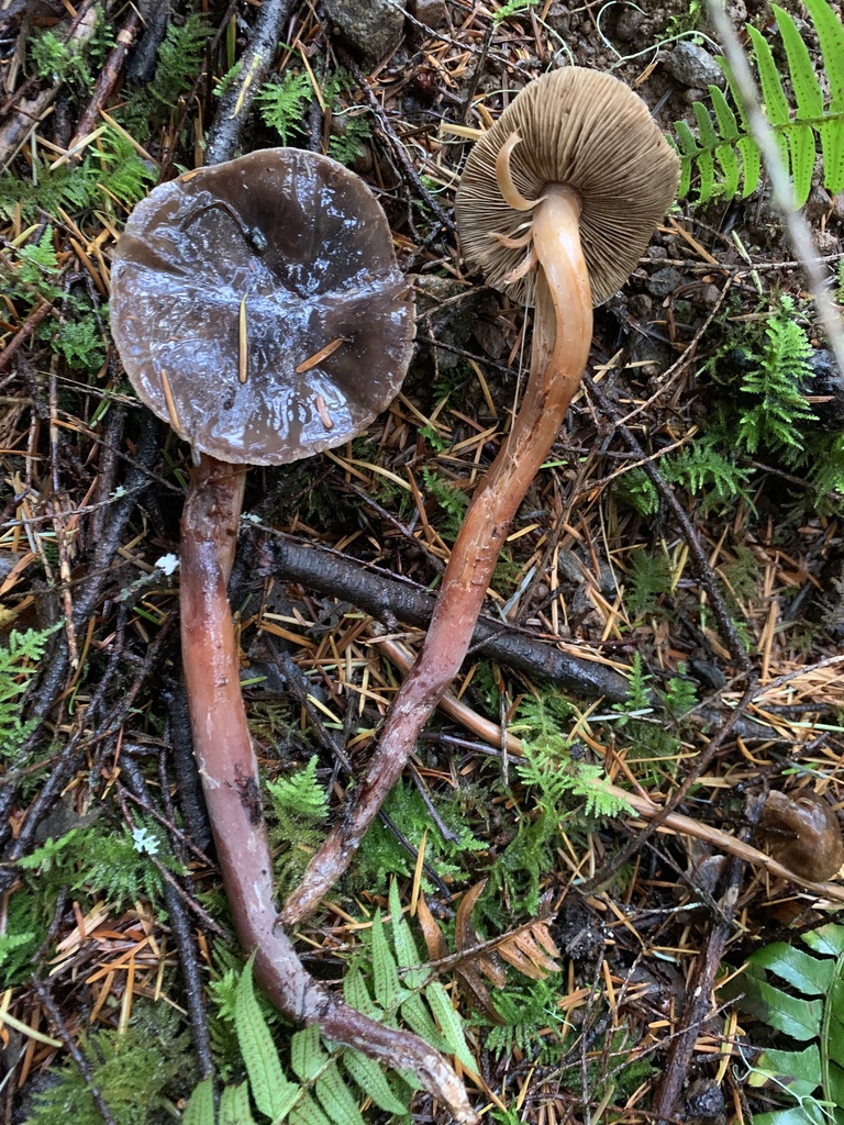 Phaeocollybia spadicea (spadicea phaecollybia), California fung