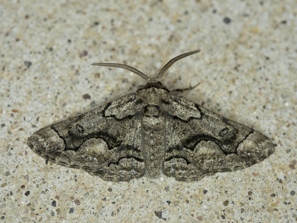 Phaeoura mexicanaria (Pine Looper), California species