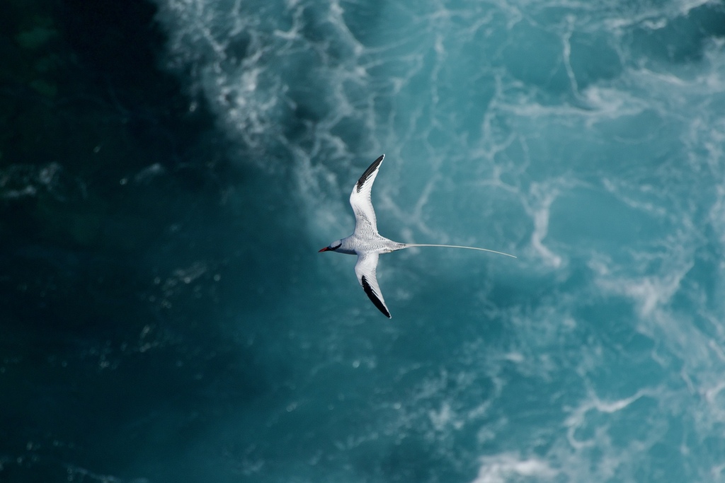 Phaethon aethereus (Red-billed Tropicbird), California species