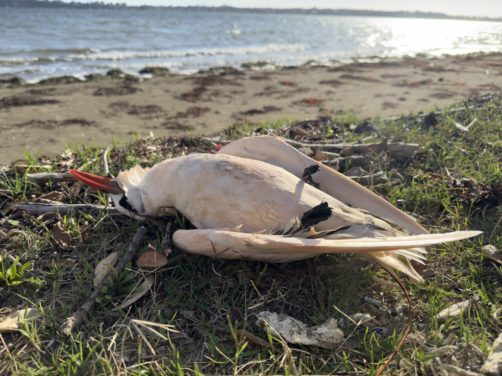 Phaethon rubricauda (Red-tailed Tropicbird), California species
