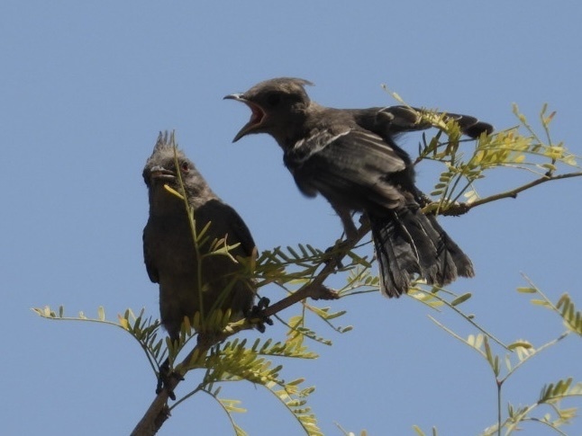 Phainopepla nitens (Phainopepla), California species