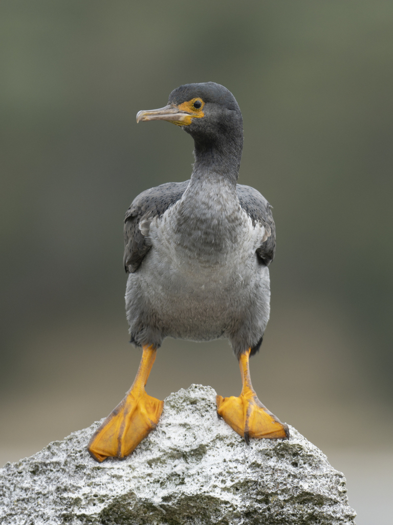 Phalacrocorax urile (Red-faced Cormorant), California species