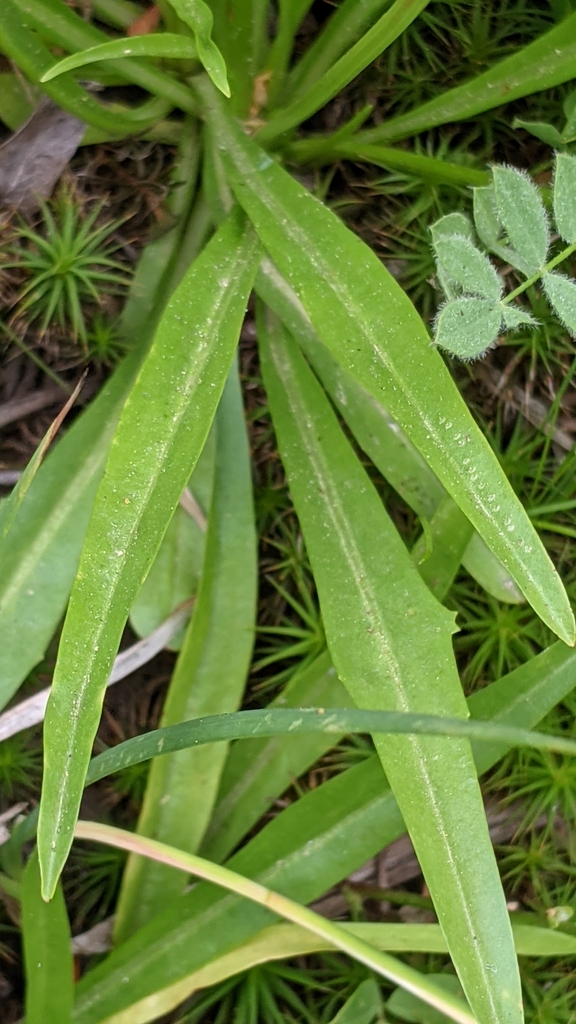 Phalacroseris bolanderi (Bolander's mock dandelion), native California subshrub