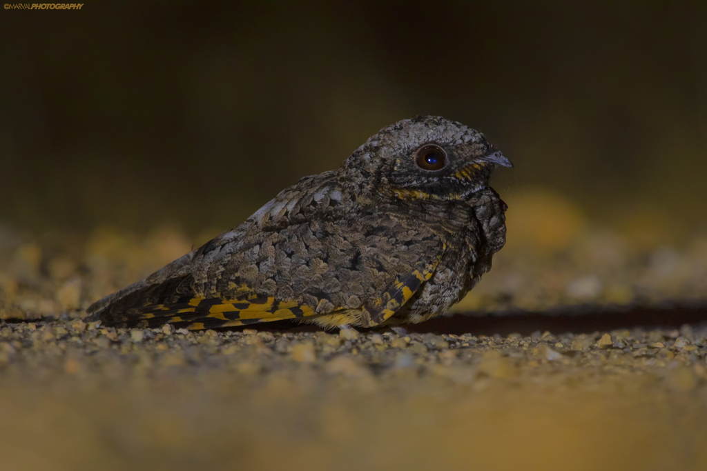 Phalaenoptilus nuttallii (Common Poorwill), California species