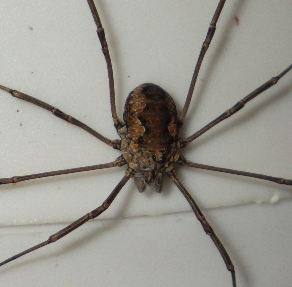 Phalangium opilio (European Harvestman), California species