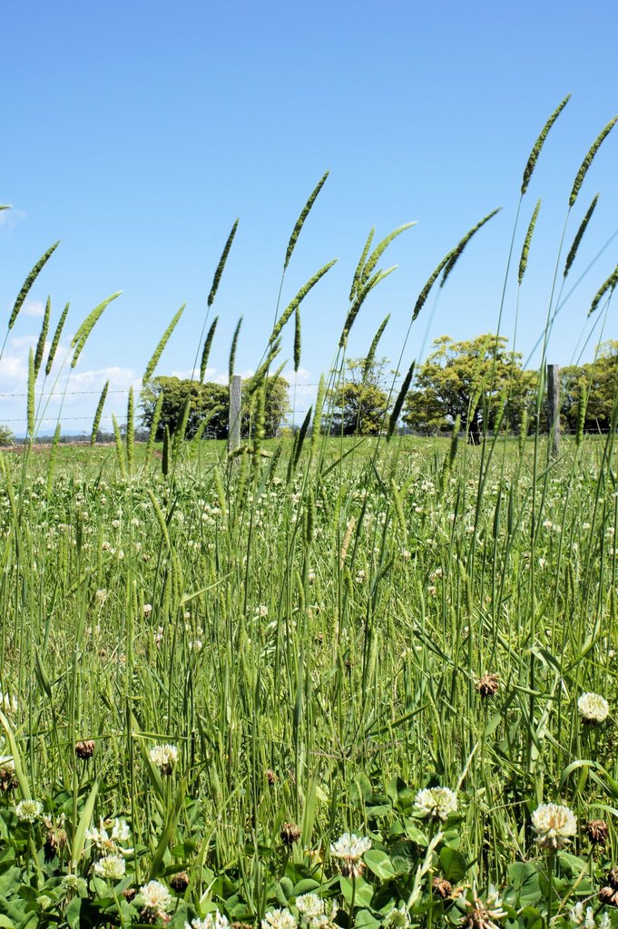 Phalaris angusta (Timothy canary grass), native California grass