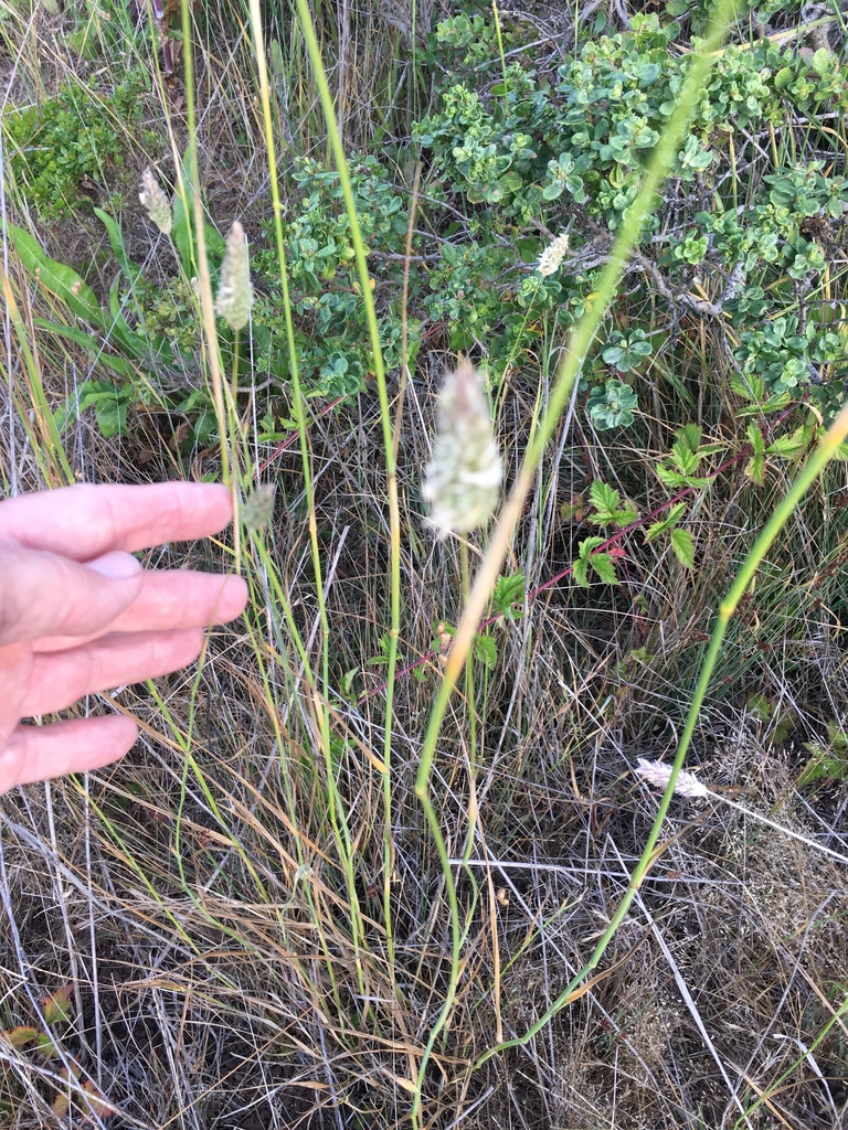 Phalaris aquatica (Harding grass), non-native California grass