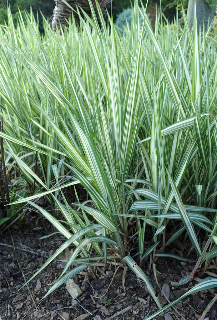 Phalaris arundinacea (Reed canary grass), native California grass
