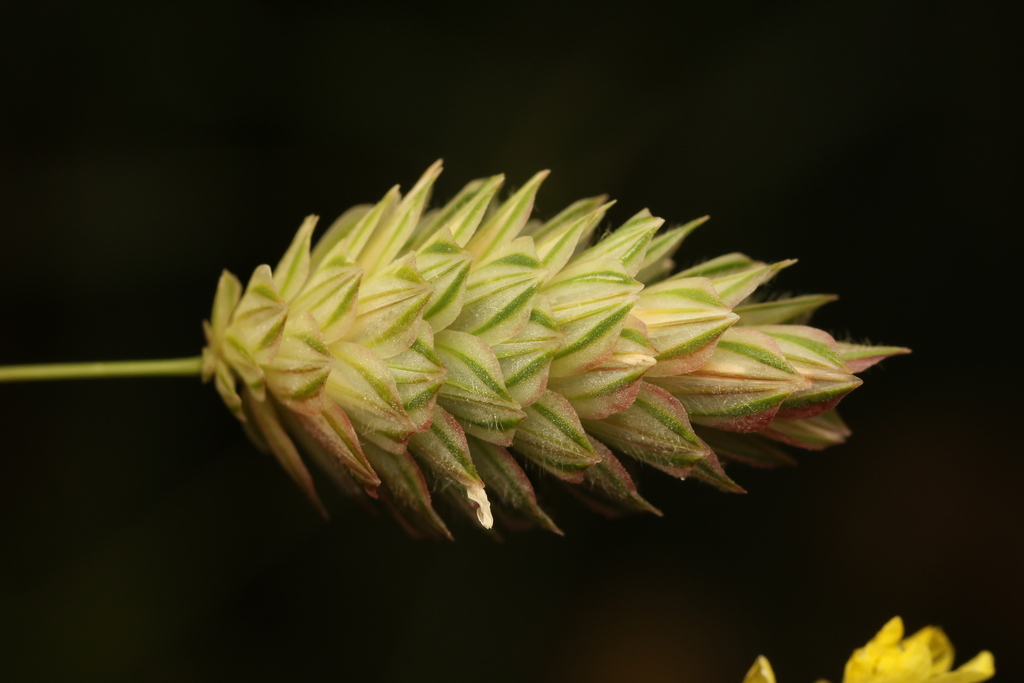 Phalaris brachystachys (Short-spiked canary grass), non-native California grass