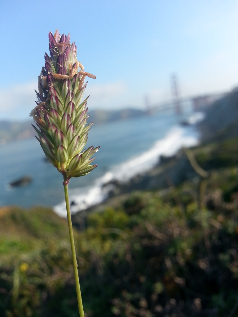 Phalaris californica (California canary grass), native California grass