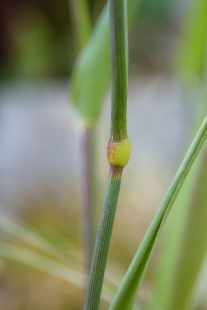 Phalaris canariensis (Canary grass), non-native California grass