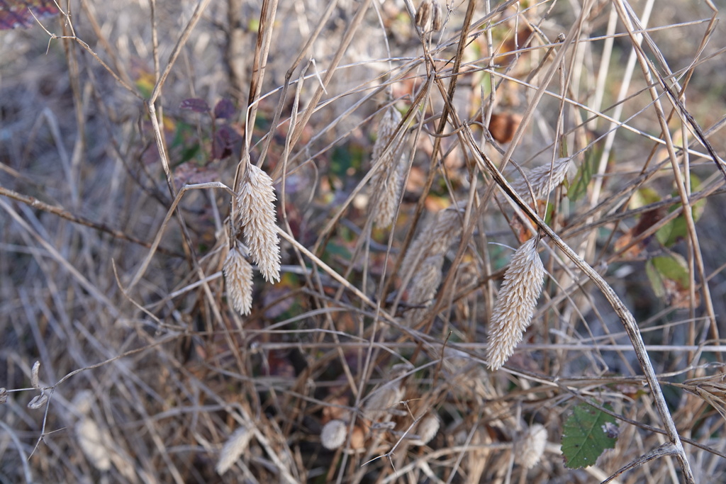Phalaris caroliniana (Carolina canary grass), non-native California grass