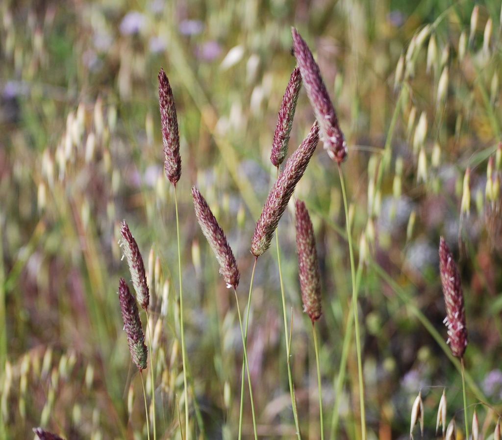 Phalaris coerulescens (Sunol grass), non-native California grass