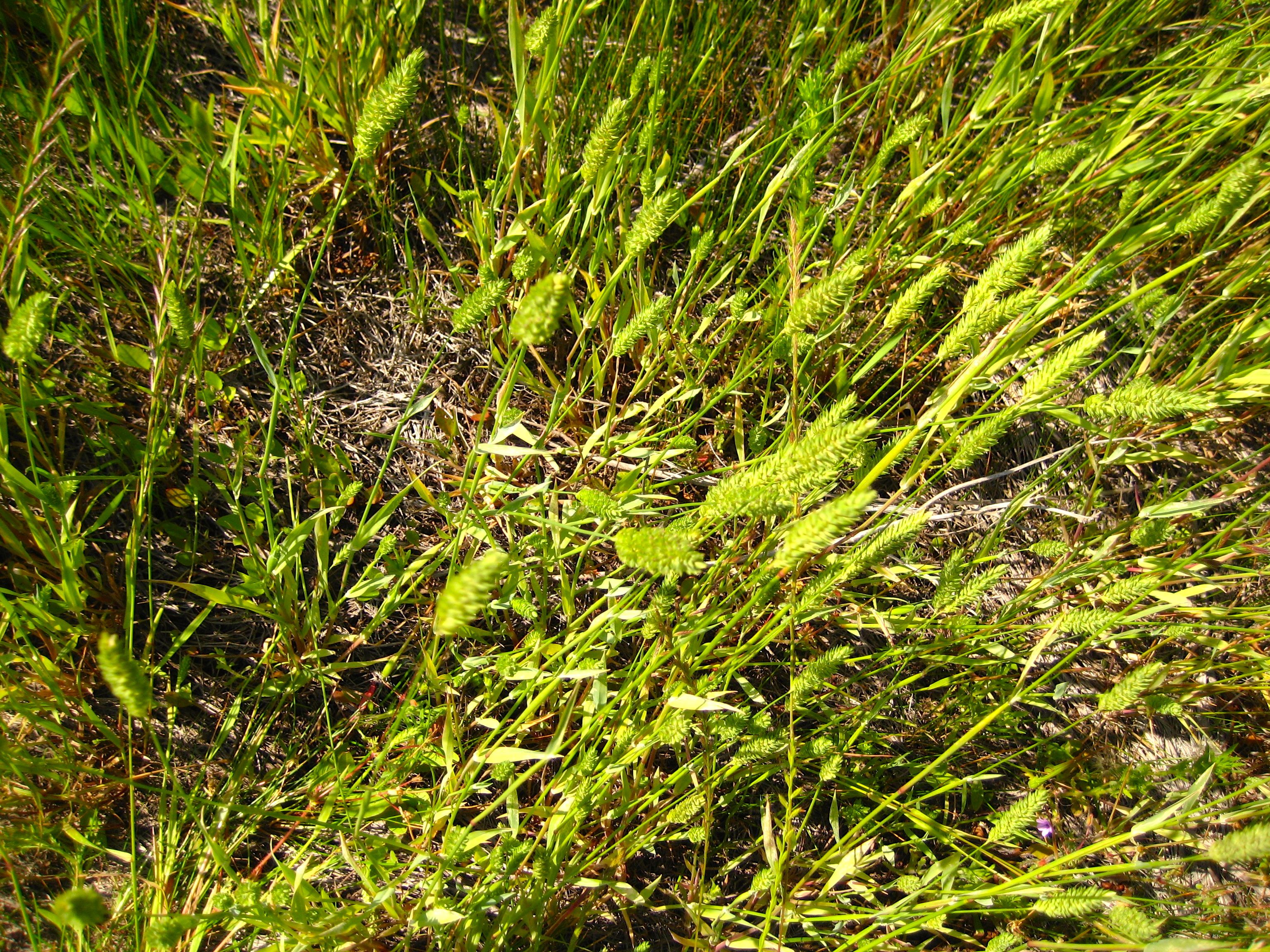 Phalaris lemmonii (Lemmon's canary grass), native California grass
