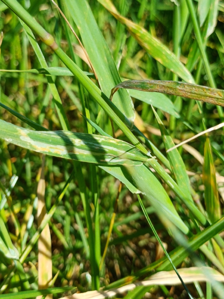 Phalaris minor (Little-seeded canary grass), non-native California grass