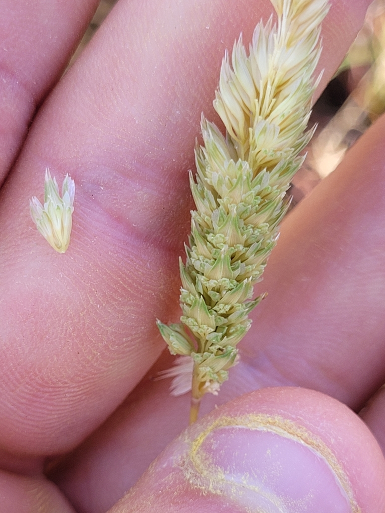 Phalaris paradoxa (Hood canary grass), non-native California grass