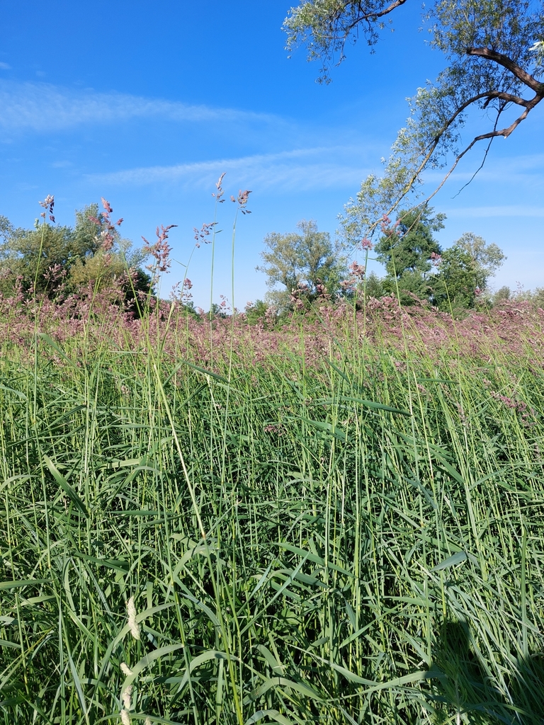 Phalaris sp. (Canary grass), non-native California perennial