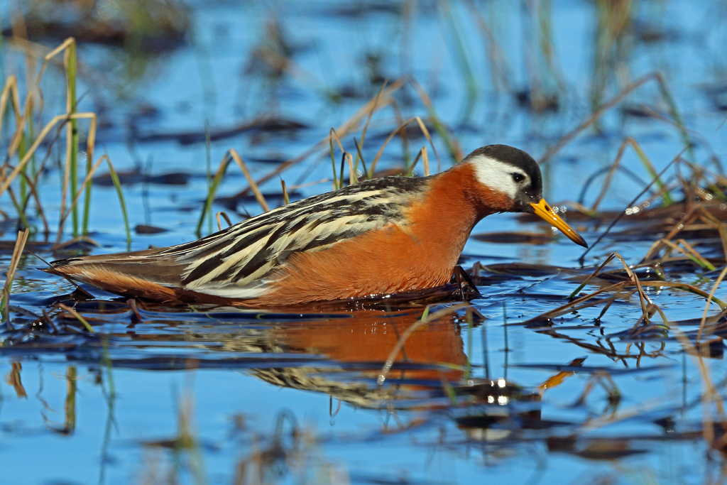Phalaropus fulicarius (Red Phalarope), California species