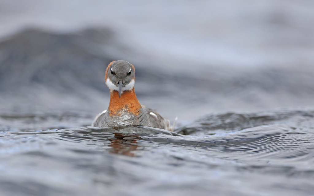 Phalaropus lobatus (Red-necked Phalarope), California species