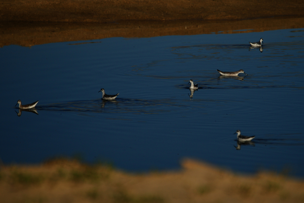 Phalaropus tricolor (Wilson's Phalarope), California species